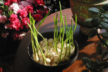 Garlic Shoots at Window